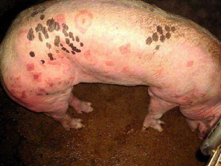Ветеринария свиней | профилактика и контроль пролиферативной энтеропатии у свиней (илеиты)