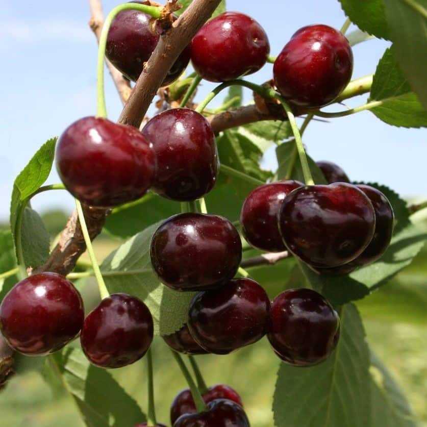 Отменный вкус и высокий уровень урожайности обеспечит вишня сорта шалунья