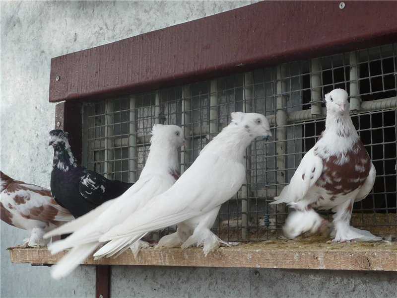 Иранские бойные голуби: описание, фото, разновидности, уход и содержание