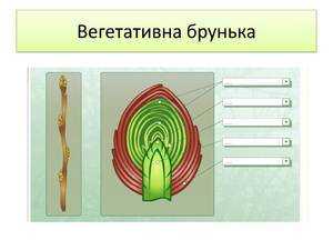 Фунгицид "брунька": инструкция по применению для растений, описание, отзывы, когда обрабатывать