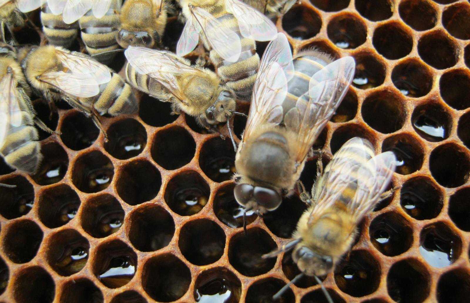 Жизнь пчел рабочих. Трутни в пчелиной семье. Пчелиная матка и трутень. Пчела трутовка. Трутень самец пчелы.