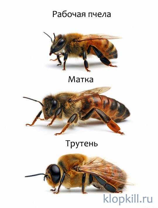 Как устроены пчелы: сколько глаз, крыльев, желудков, ног