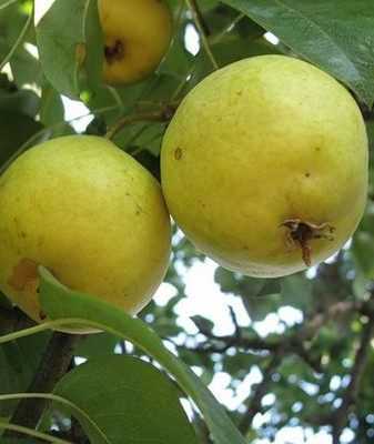 Груша бергамот: популярные сорта с плоской формой плодов