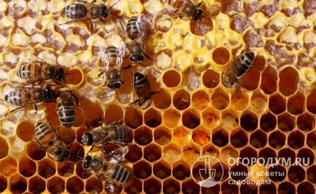 Как пчелы делают соты и из чего