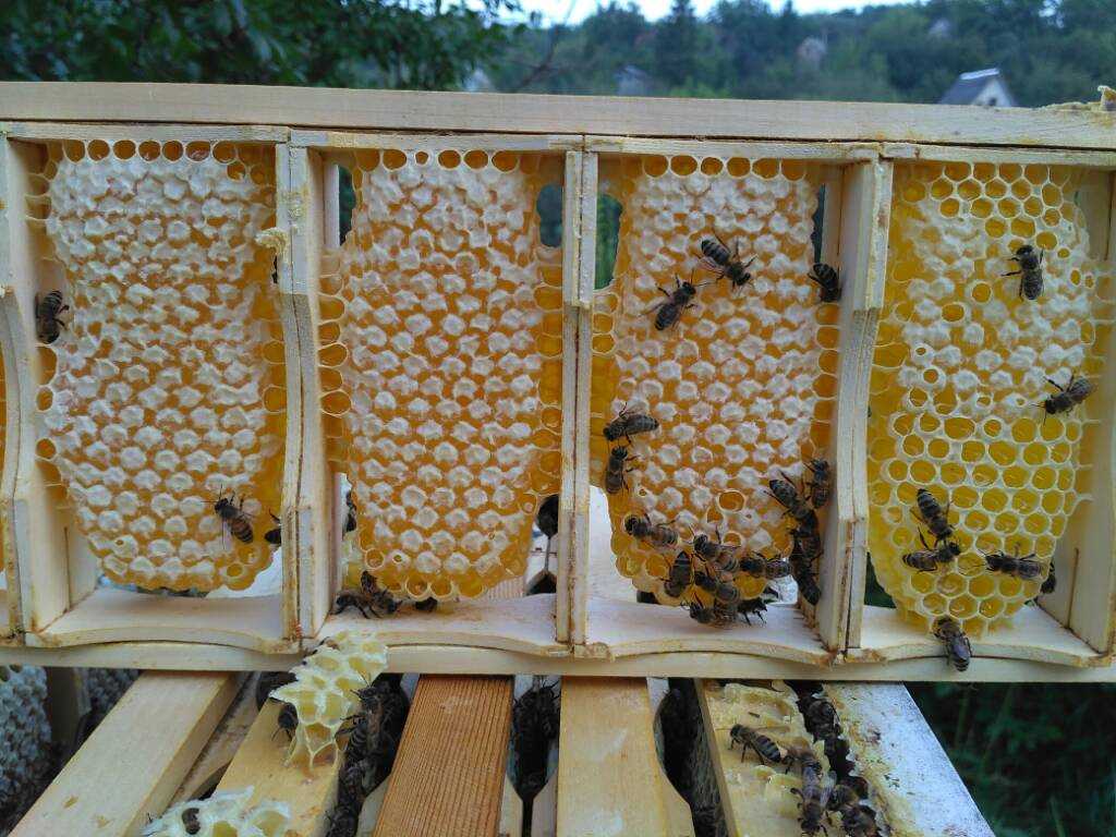 Как правильно перевозить пчел в разное время года. преимущества и недостатки кочевых пасек