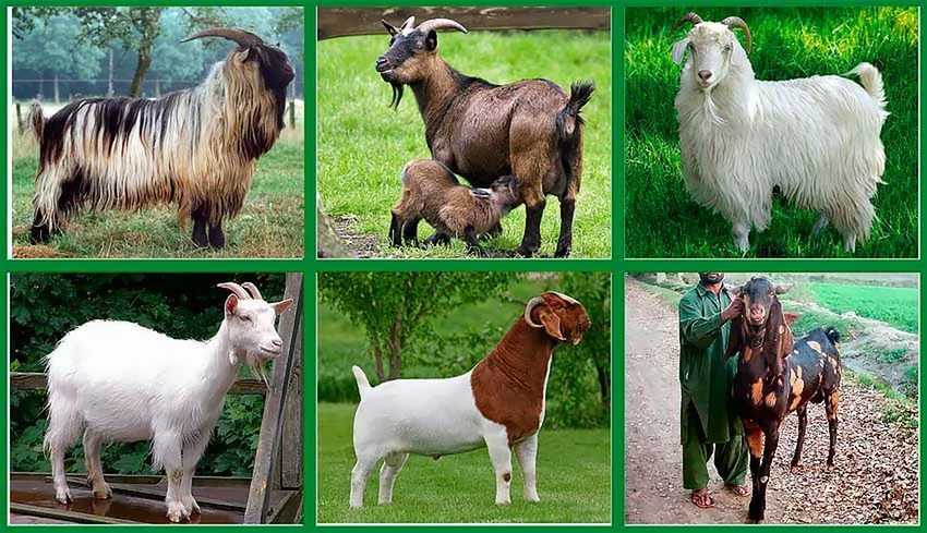 Породы молочных коз без запаха: фото, описание. Характеристики и особенности.