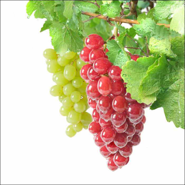 Фунгициды для винограда: системные, органические, комплексные.