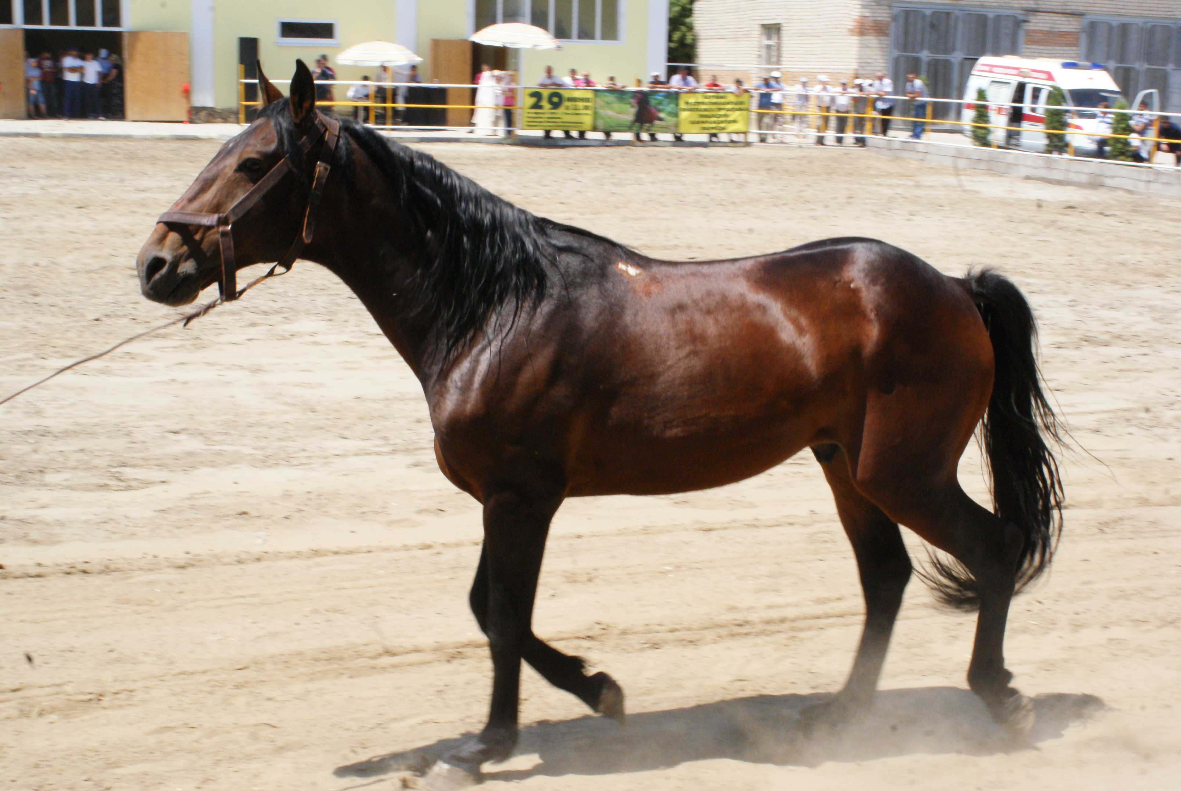 Карачаевская порода лошадей: возникновение, характеристики и особенности