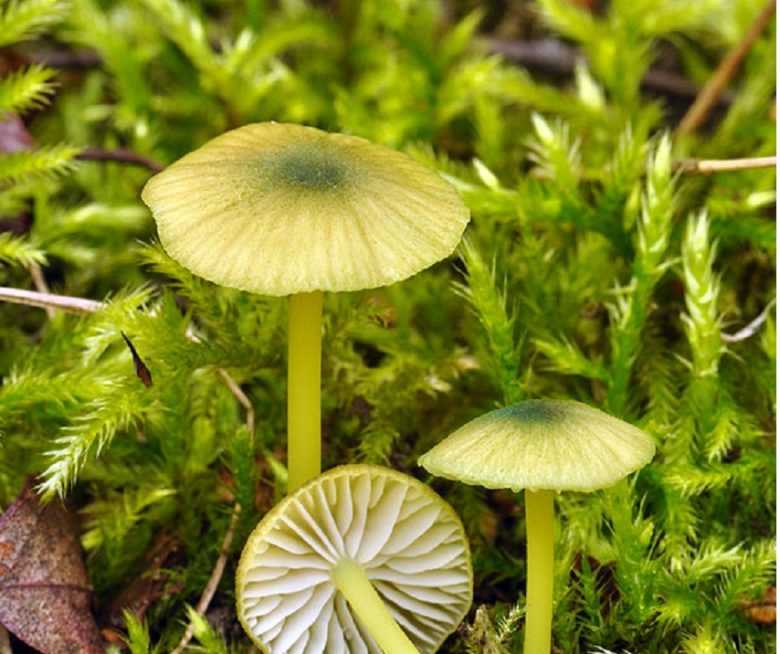 Опасный двойник белого гриба — боровик коренящийся!