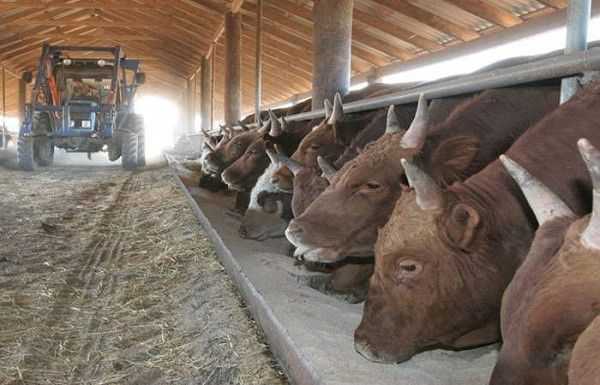 Стойлово-выгульная система содержания крупного рогатого скота и ее особенности | россельхоз.рф
