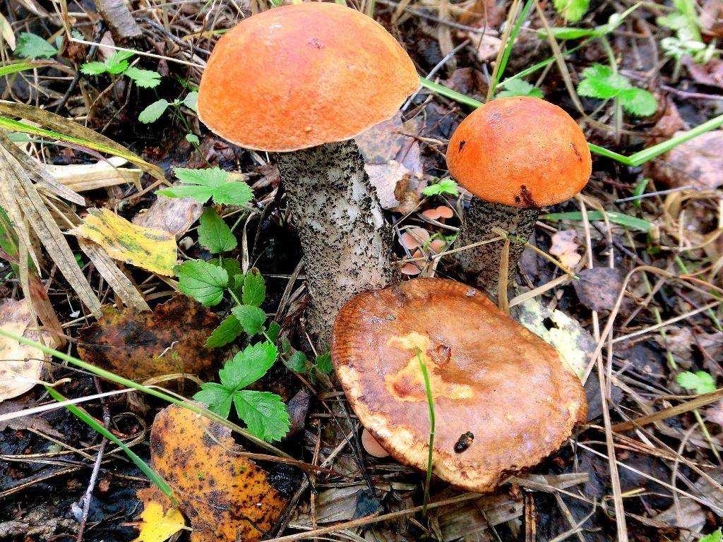 Гриб подосиновик – знаменитый, красивый и вкусный - грибы собираем