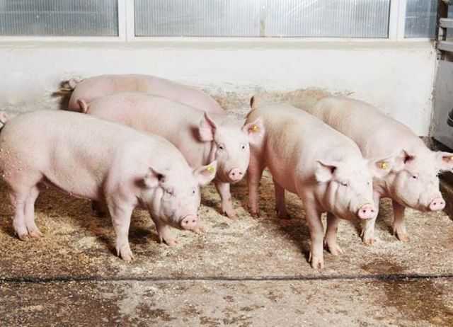 Разведение свиней: советы для начинающих