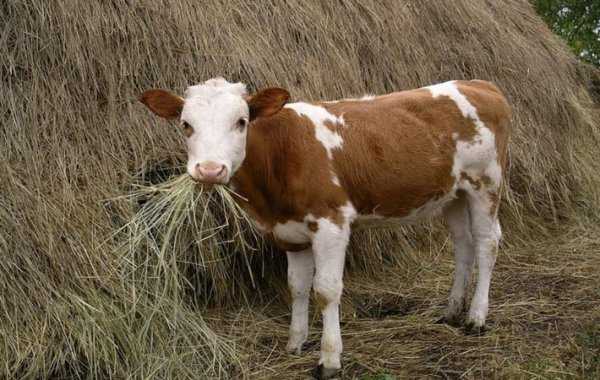 Как назвать корову: список красивых кличек по алфавиту для девочек и мальчиков — какое имя дать теленку, быку — moloko-chr.ru