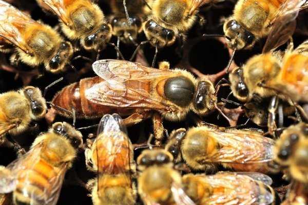 Функции и развитие пчелиной матки
