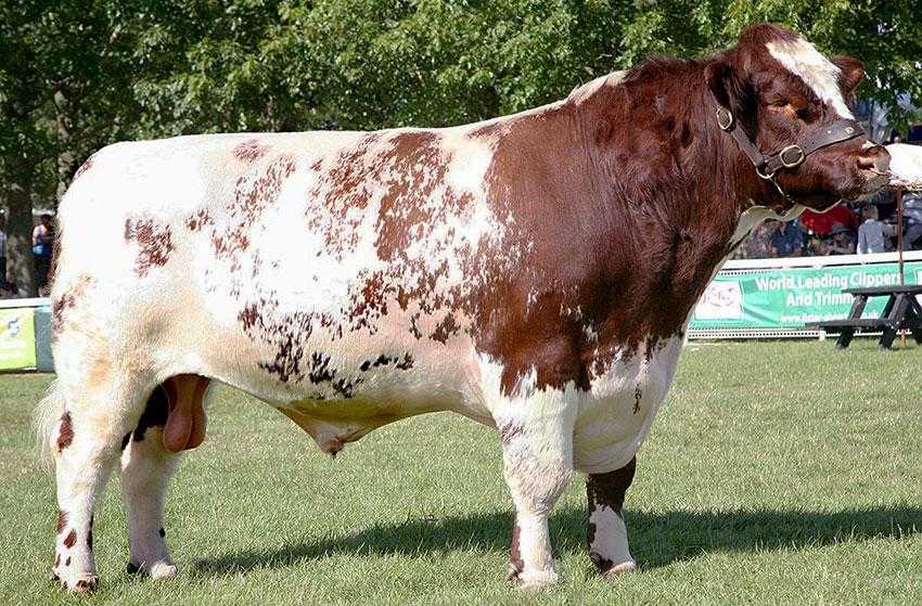 Породы коров - 135 фото, названия, характеристики, направления и классификация