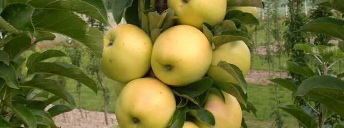 Особенности выращивания сорта колоновидной яблони васюган