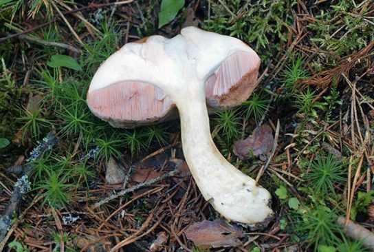 Признаки опасных двойников белого гриба
