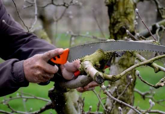 Как правильно обрезать яблони осенью: советы и видео о том, как омолодить старую яблоню