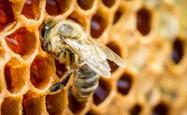 Применение настойки пчелиного подмора. консультация фитотерапевта.