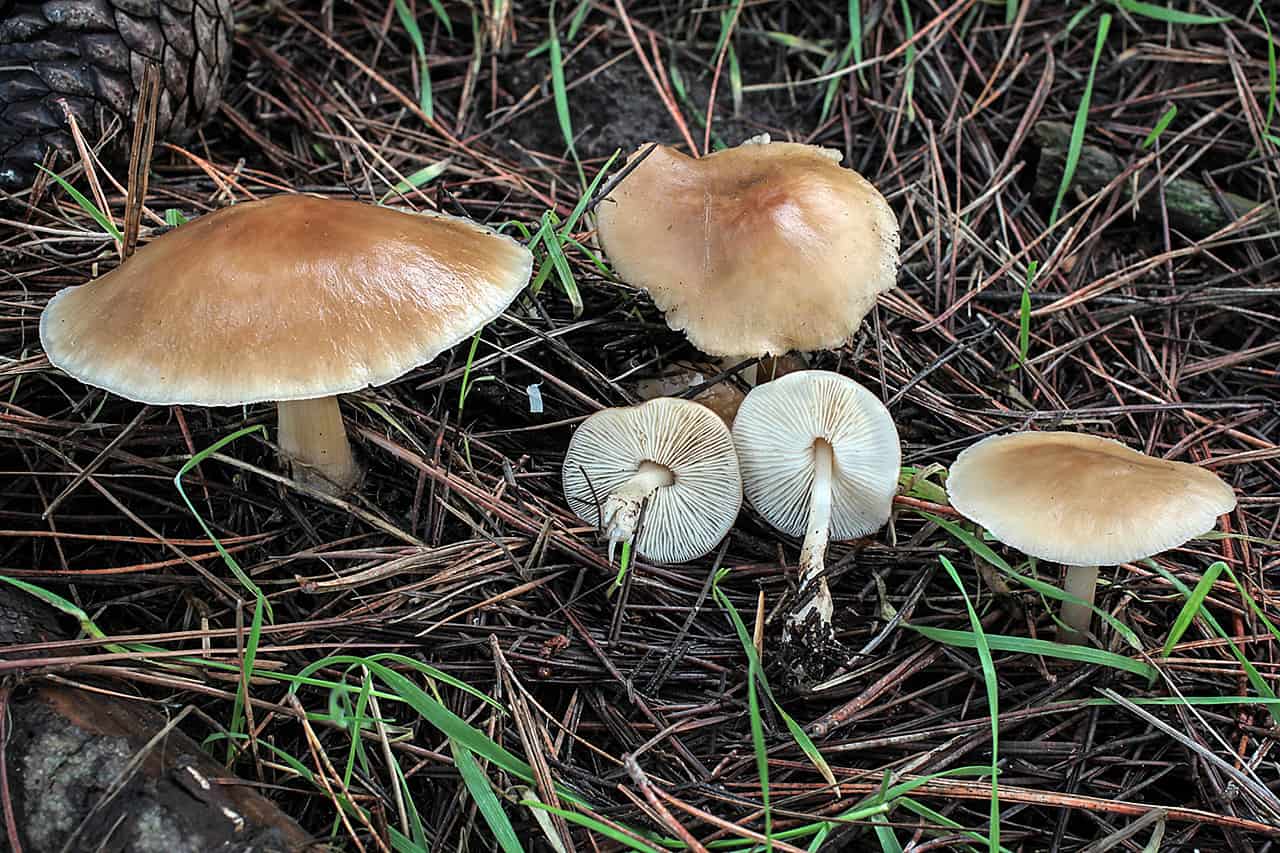 Ксеромфалина колокольчатая – описание гриба, окраска, размеры, места произрастания. Отличительные характеристики и сезон плодоношения.