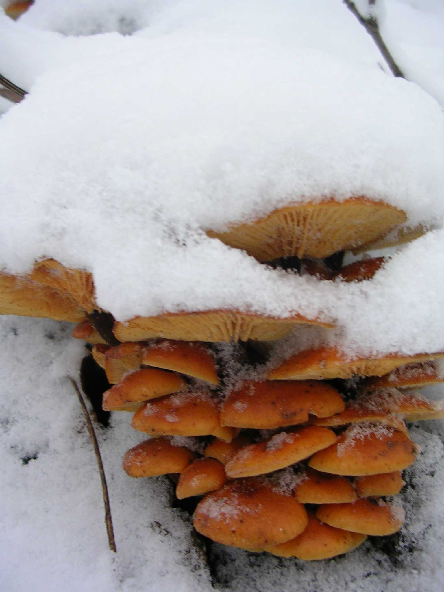 Фламмулина — гриб, растущий из-под снега!
