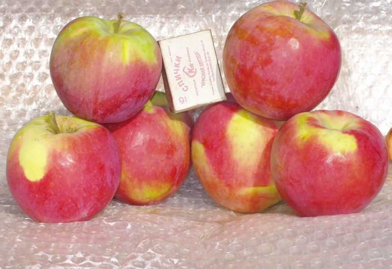 Описание сорта яблони антоновка: фото яблок, важные характеристики, урожайность с дерева