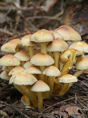 Ложноопенок кирпично-красный – яркий лесной гриб