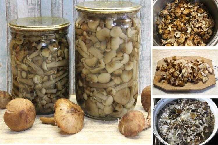 Пошаговые рецепты: правильная обработка грибов, как готовить опята пеньковые. Самые популярные блюда и заготовки на зиму.