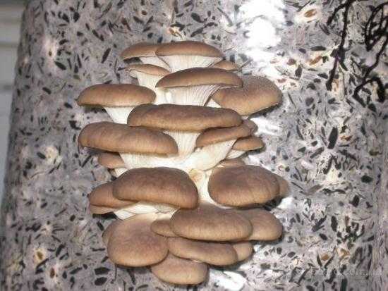 Выращивание грибов шиитаке в домашних условиях как бизнес