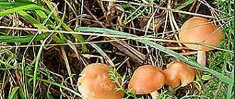Рядовка вонючая: что это за гриб, как выглядит его шляпка и ножка, где растет. Можно ли есть трихолому вонючую. С какими видами схожа.