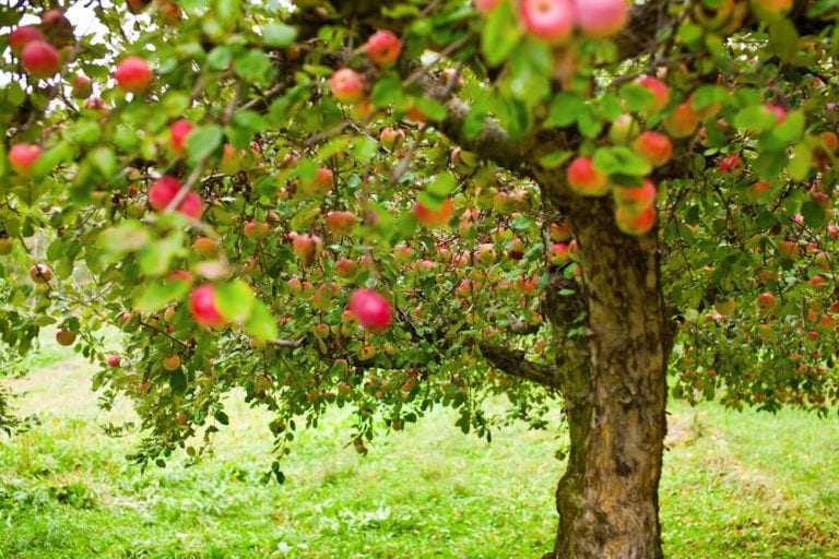 Чем подкармливать и удобрять яблони осенью?