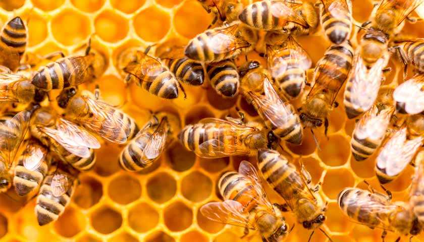 Из чего делаются пчелиные соты? интуиция пчёл — природный феномен