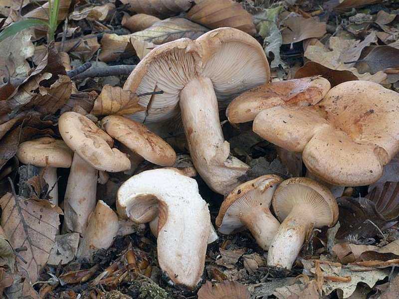 Какие съедобные и несъедобные грибы растут летом в подмосковье: фото и описание первых летних грибов