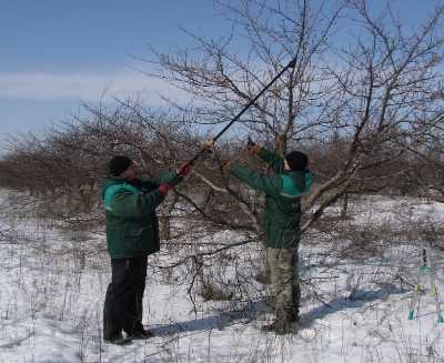 Обрезка деревьев зимой