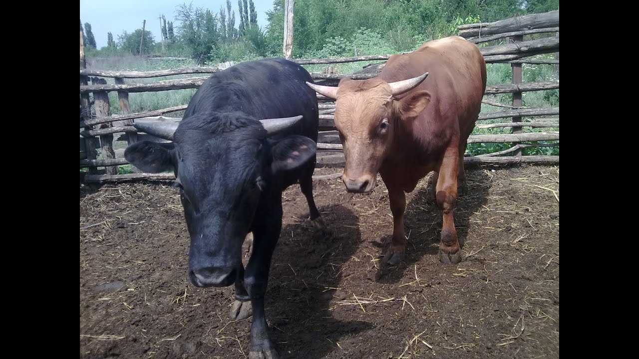 Разведение крс: выращивание коров и телят в домашних условиях, ветеринарно-санитарные правила