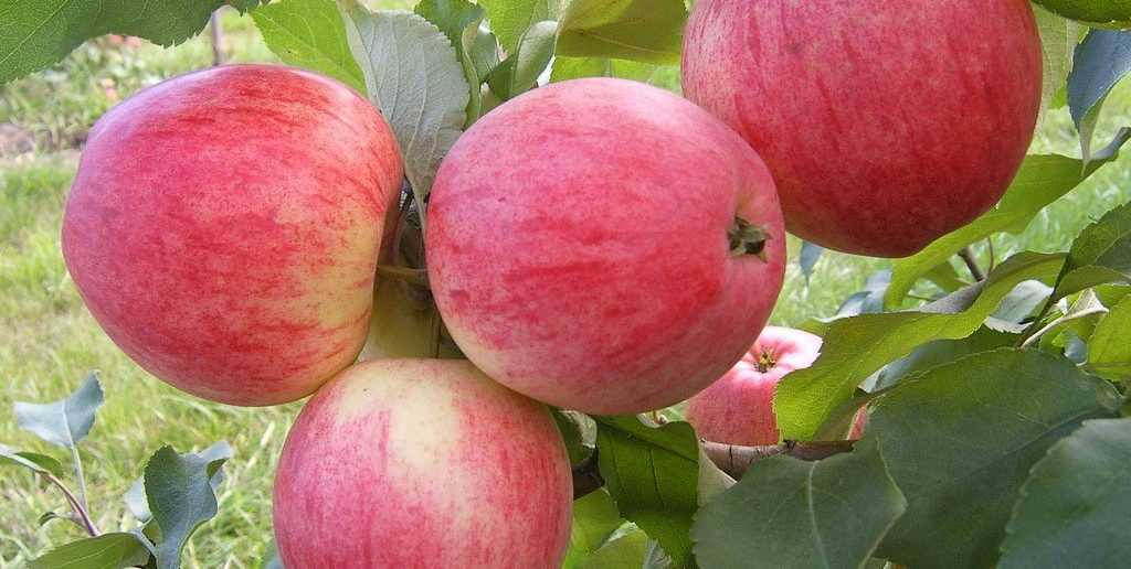 Описание сорта яблони подарок садоводам: фото яблок, важные характеристики, урожайность с дерева
