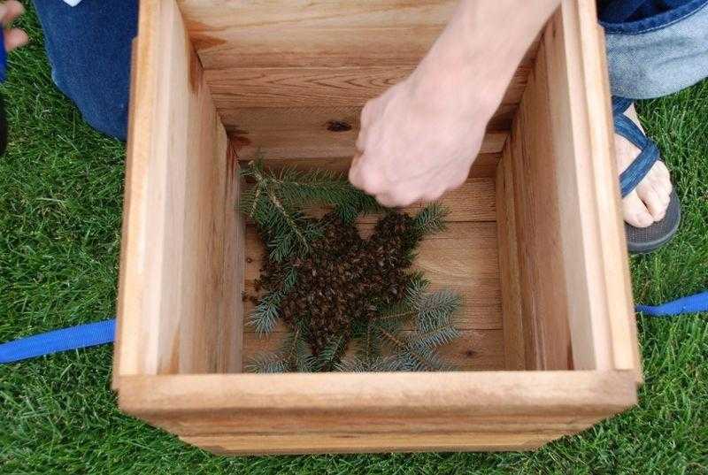 Апирой: отзывы пчеловодов и эффективность использования