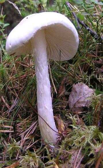 Мухомор вонючий (белая поганка): сходство с 4 съедобными грибами