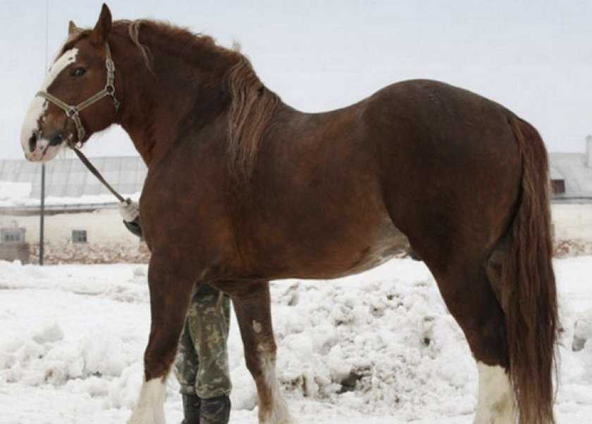 Владимирский тяжеловоз (порода лошадей): описание, вес, фото, видео
