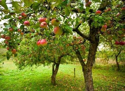 Яблоня мантет: достоинства и характеристики сорта