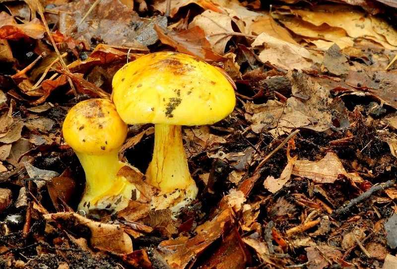 Гриб паутинник блестящий: как узнать смертельный гриб