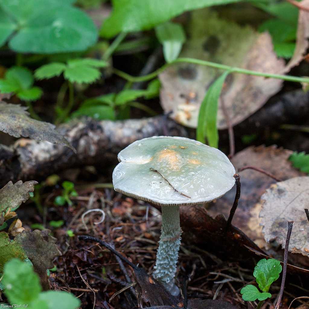 Строфария сине-зеленая: что общего у этого гриба с опиумом?