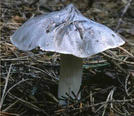 Рядовка заостренная: описание гриба, места распространения, фото