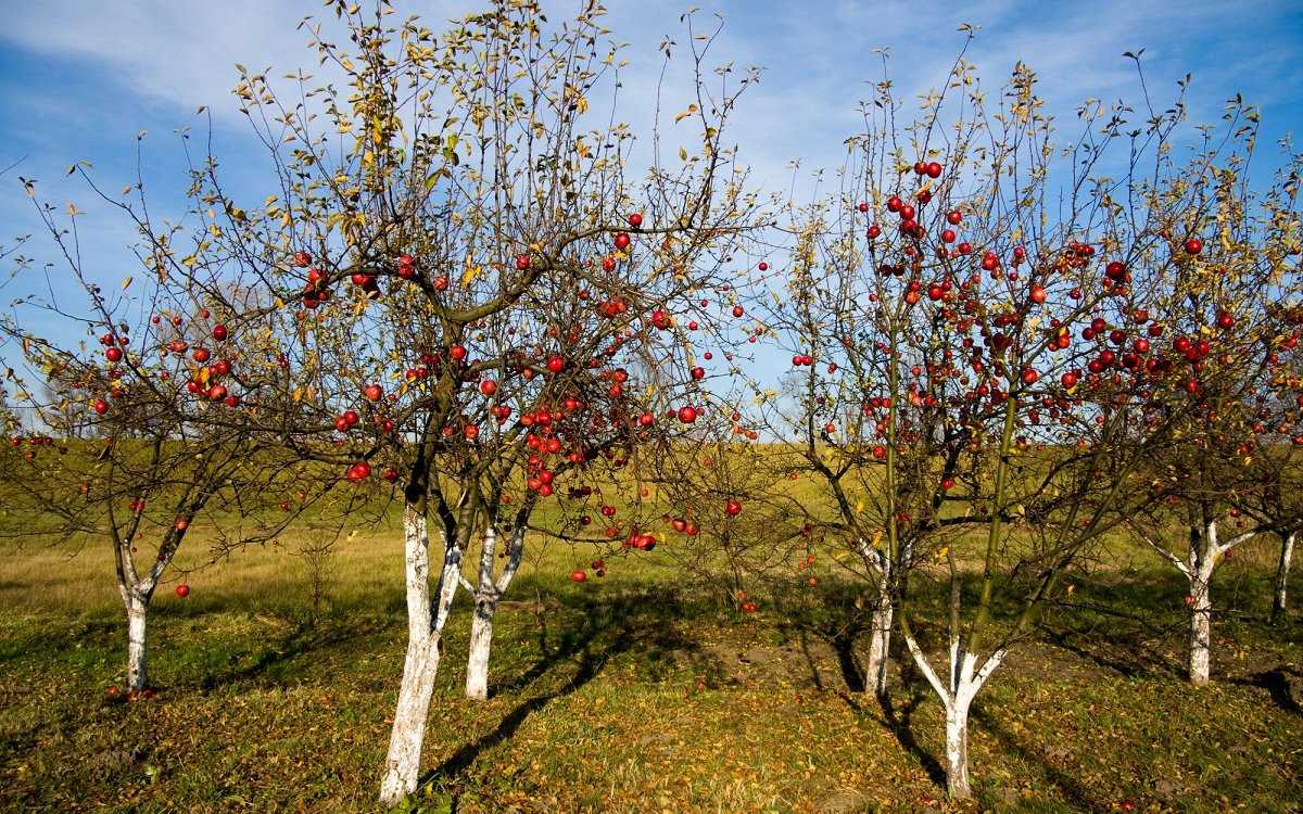 Посадка яблони осенью: когда и как посадить, пошаговое руководство