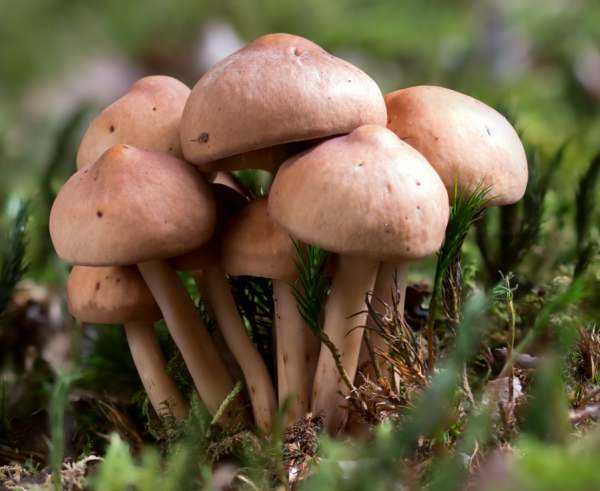 Коллибия 8 стрейнов - несьедобные грибы