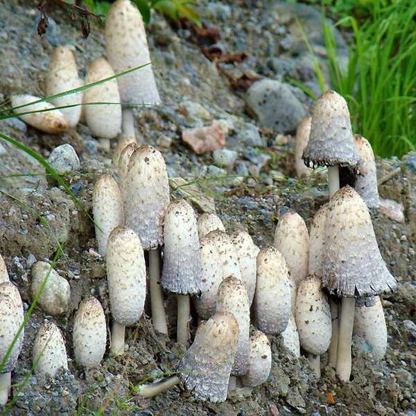Строчок обыкновенный - фото, описание, съедобный или ядовитый гриб