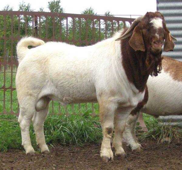 Породы коз с фото и описанием - камчатгосплем