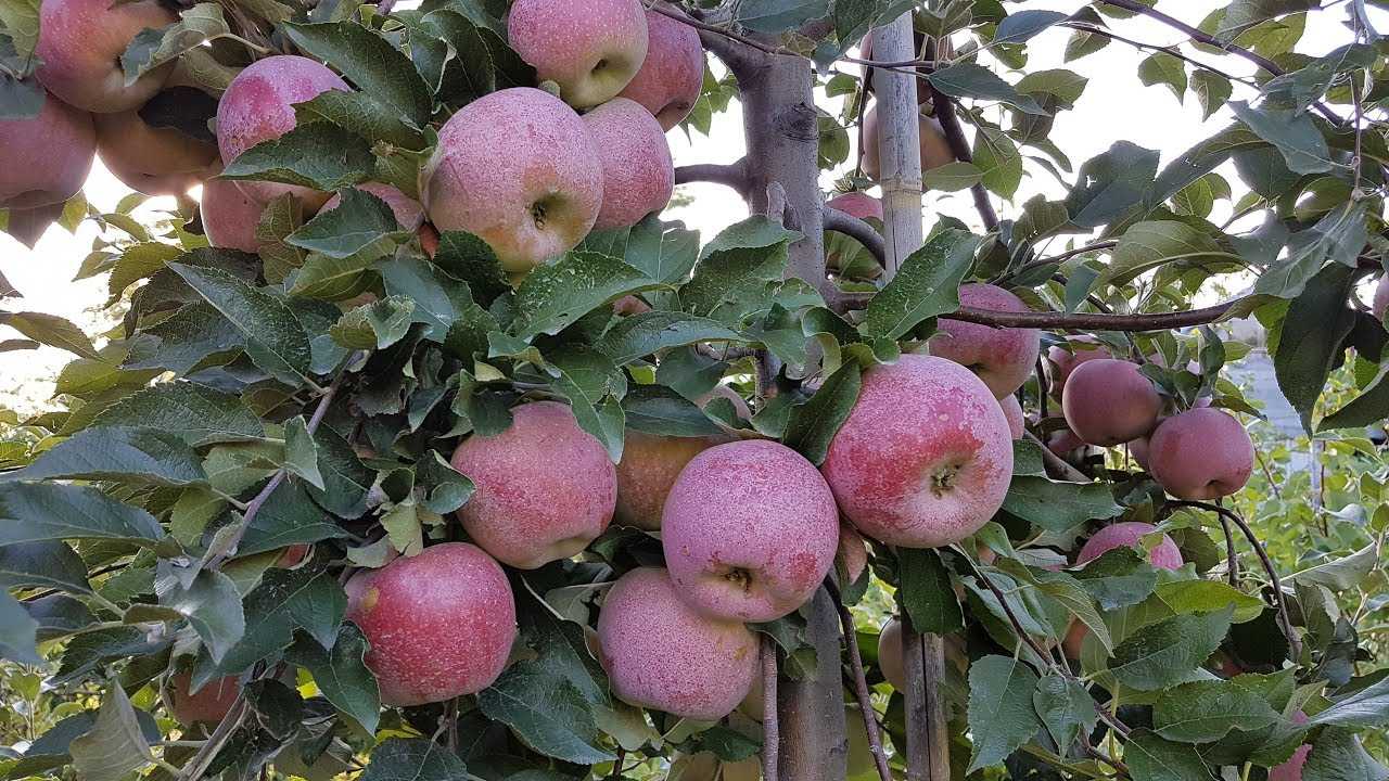 Яблоня флорина описание - самая устойчивая к заболеваниям яблоня. | садовый участок
