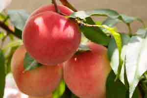 Как вырастить колоновидный персик: посадка колоновидного персика осенью или весной для новичков, уход, как обрезать