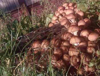 Как правильно вырастить грибы на своём дачном участке | сх: подробности | сельское хозяйство | аиф омск